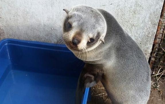 Rescatan y dan tratamiento a un lobo marino que apareció en las costas de la Región