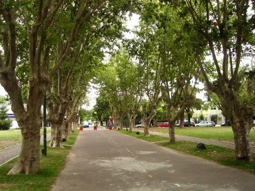 Arboles para la plaza