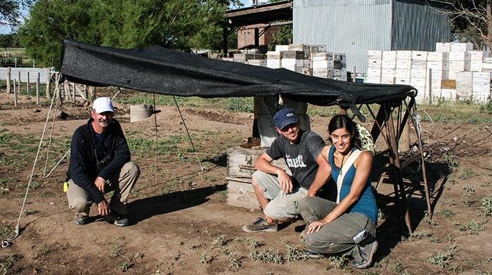 Comprueban que dos agroquímicos interfieren con la polinización de las abejas