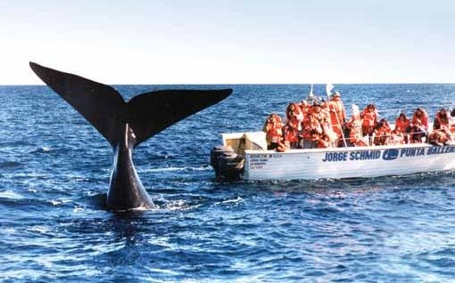 Récord de ballenas cerca de las costas de Península Valdés