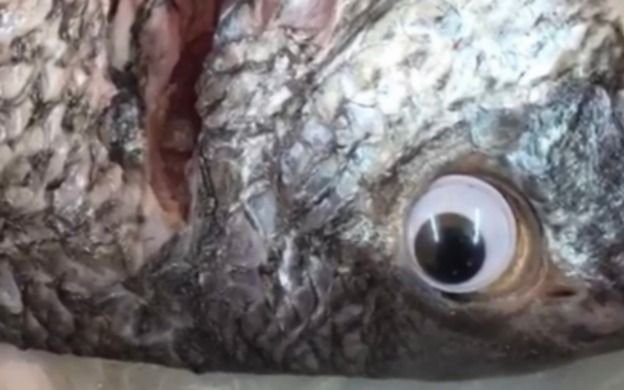 ¡Los pescaron! Le ponen ojos de plástico a los pescados para que parezcan frescos