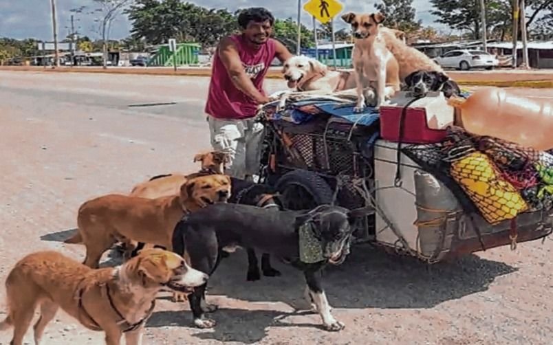 Un “ángel” para los perros abandonados a lo largo de México