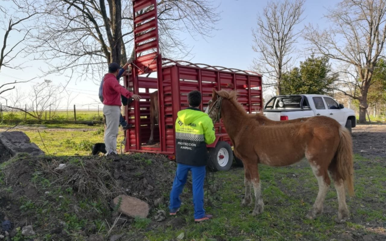 Rescatan a cinco caballos que estaban en situación de maltrato
