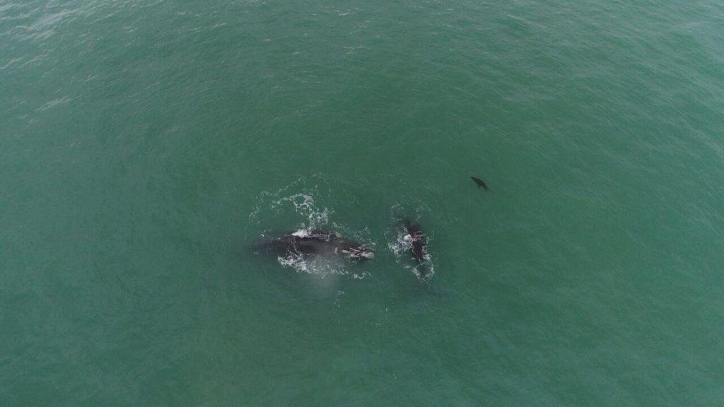 Detectan a 15 ballenas francas frente a Mar del Plata