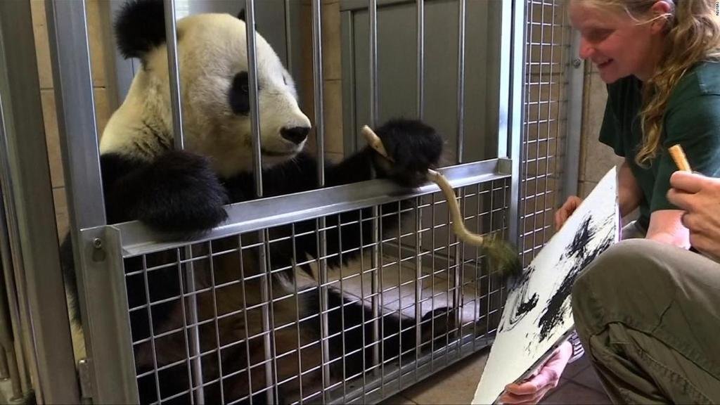 Osa panda que pinta cuadros hace furor en el zoológico de Viena