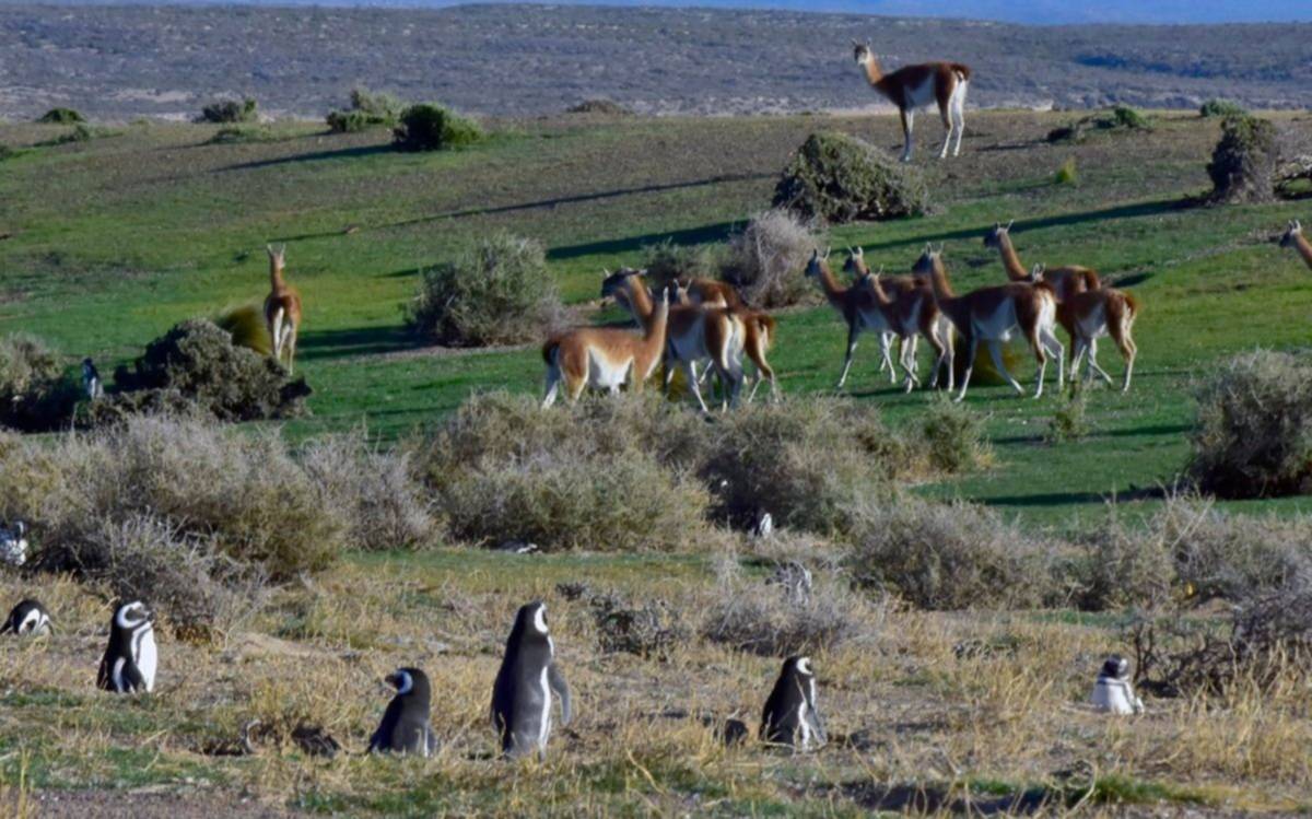 Punta Tombo inauguró una nueva temporada de avistaje de pingüinos