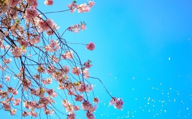 La primavera tomó su lugar