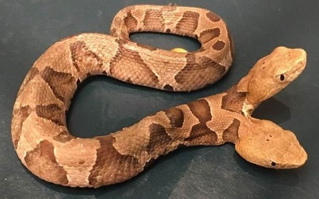Encuentran un raro ejemplar de serpiente en pleno vecindario
