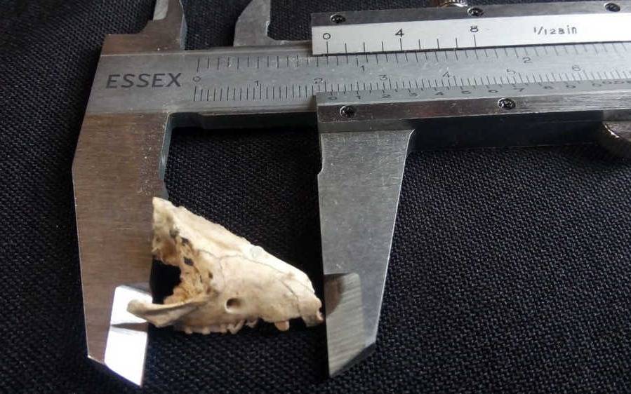 Hallan en San Pedro el cráneo de una comadreja de al menos 10 mil años