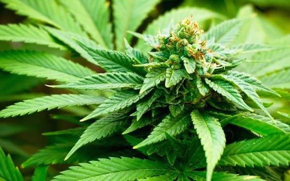 El caso del "Profesor Botánico" y los interrogantes con respecto a la tenencia de cannabis