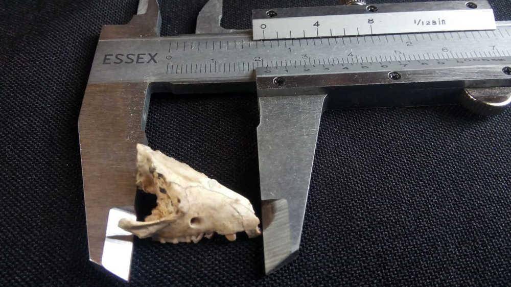 Apareció una comadreja de 10 mil años en San Pedro