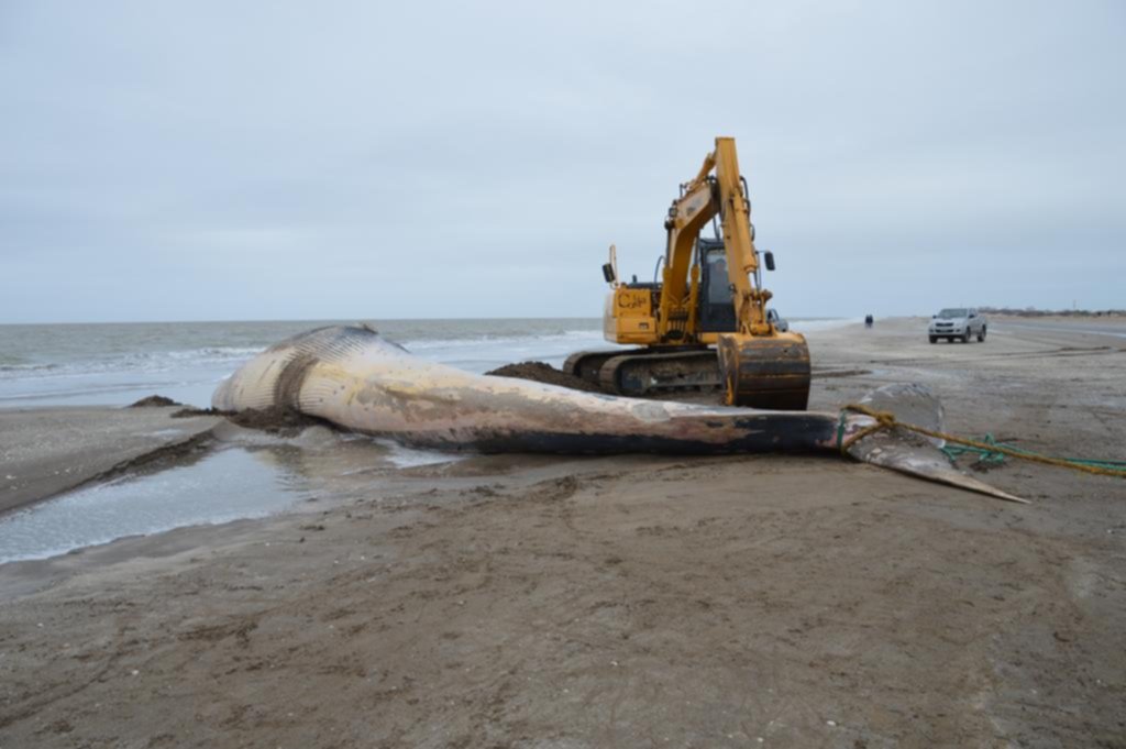 Una ballena quedó encallada en una playa de Mar del Tuyú