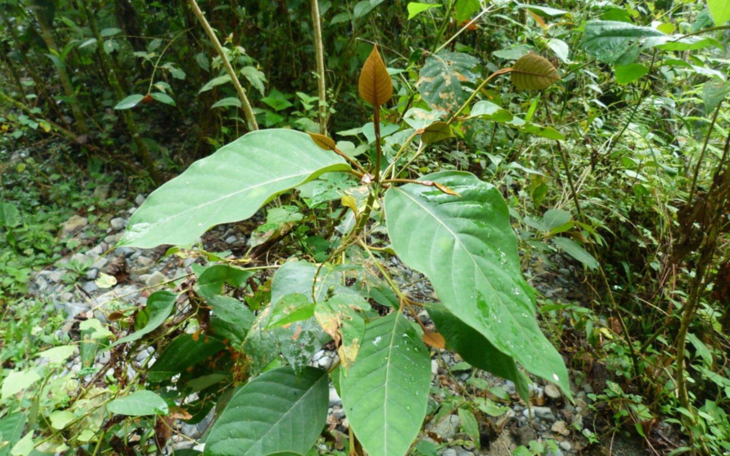 Descubren que una planta amazónica es capaz de matar células tumorales