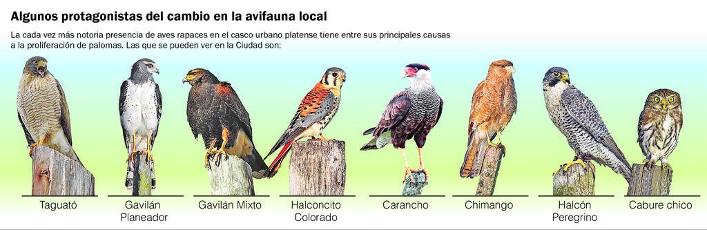 Jungla Urbana Cada Vez Se Ven Mas Aves Rapaces Que Se Adaptan Mejor A La Ciudad La Ciudad