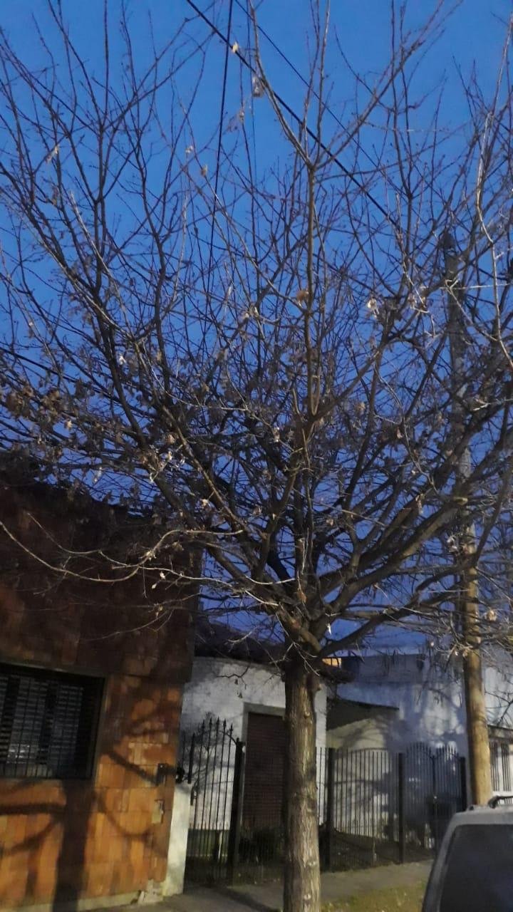 Preocupación en Tolosa por el estado de un árbol