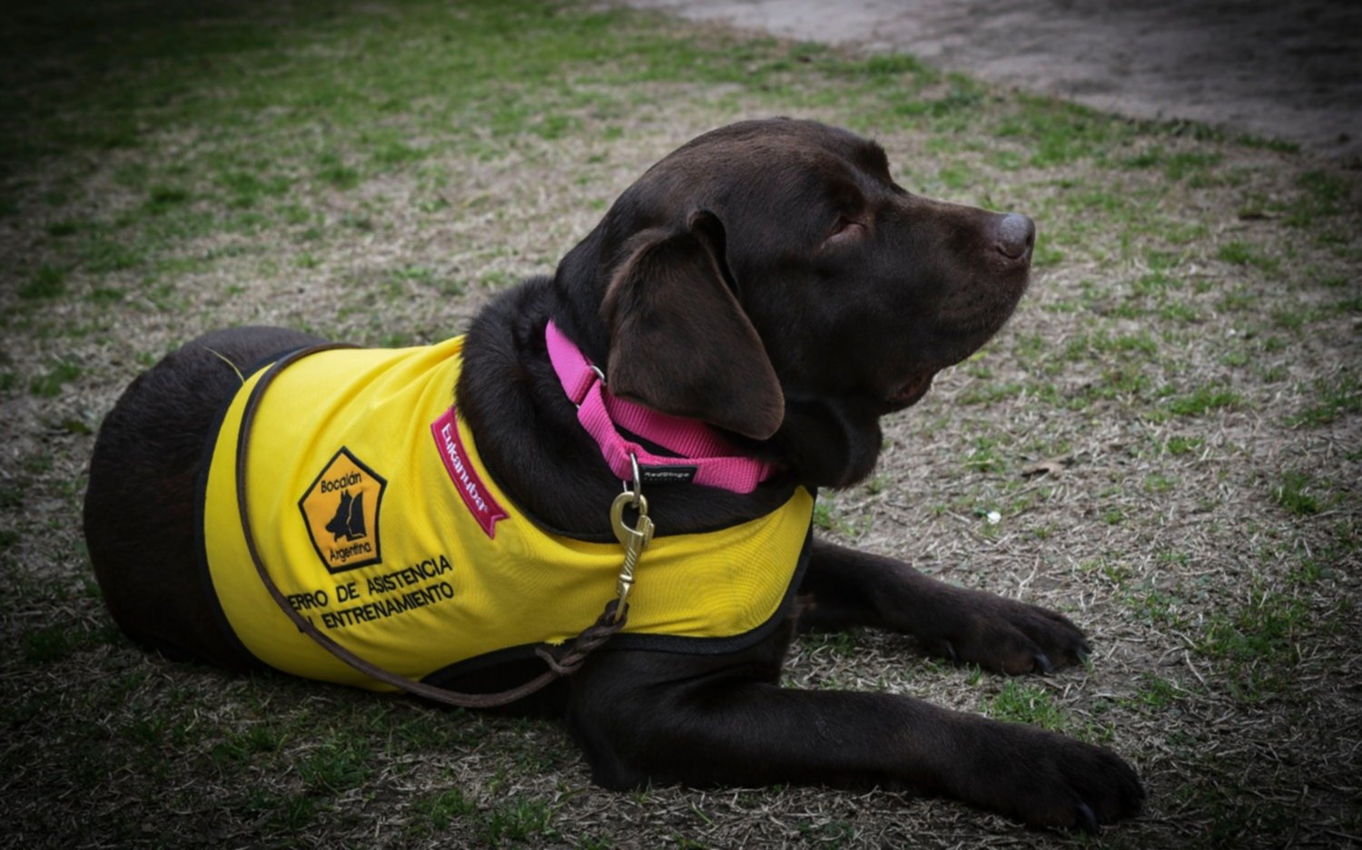 Impulsan el uso de perros de asistencia judicial en Argentina para casos de abuso sexual de niños