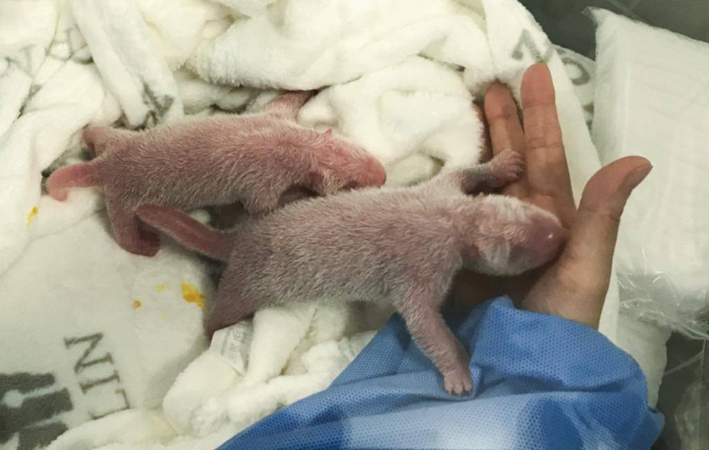Celebran el nacimiento de dos pandas gemelos