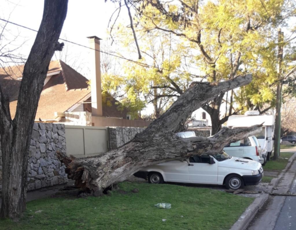 Un árbol cayó sobre una camioneta en Gonnet