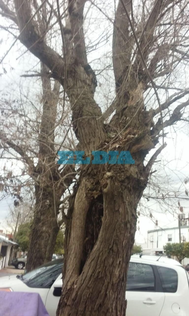 Retoman reclamo por poda de árboles añosos en 116, 78 y 79