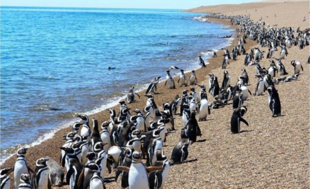 La mayor colonia de pingüinos