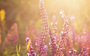 La primavera ya está aquí