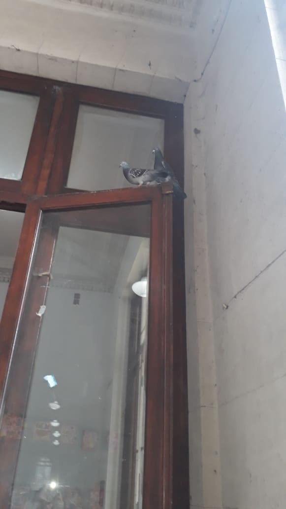 El Normal 1 invadido por las palomas y a la espera de una solución que no llega