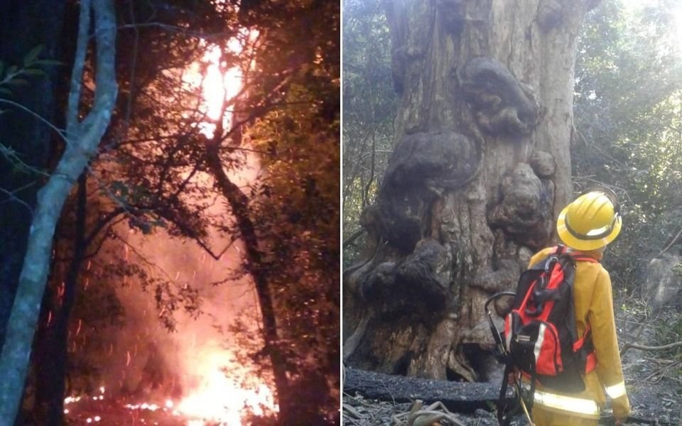 Quiso hace fuego para calentar agua para el mate y quemó el árbol más antiguo de Misiones