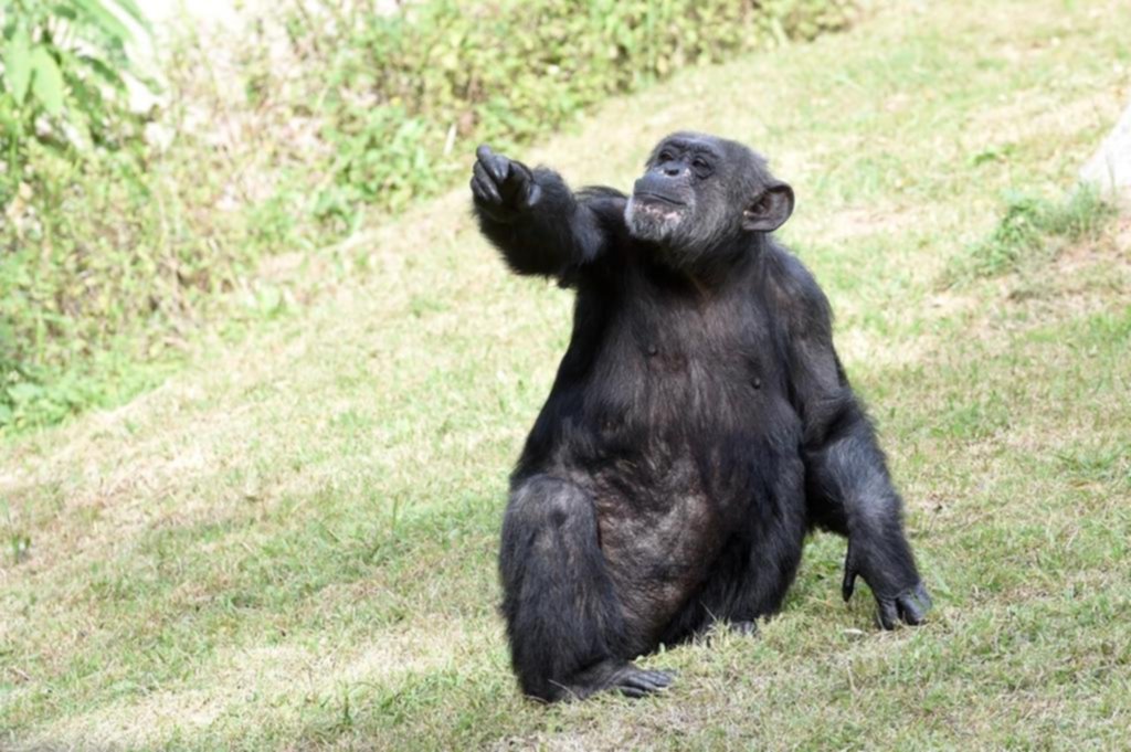 El Bioparque llora a la chimpancé Judy y sigue sin una fecha para la reapertura