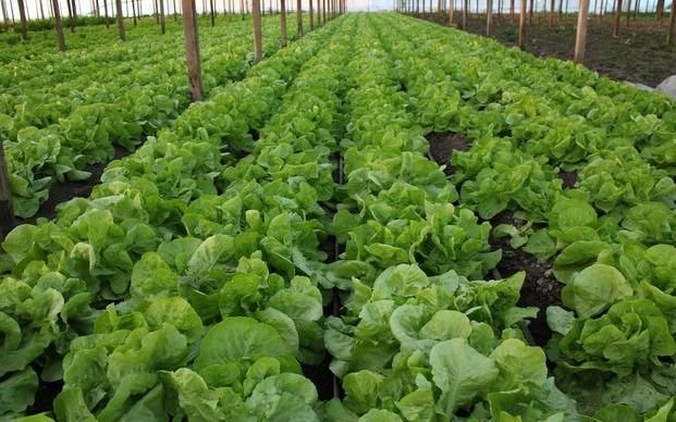 Productores hortícolas de La Plata abastecerán a cadena estadounidense de comida rápida