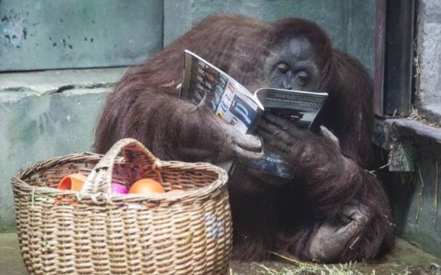 La orangutana Sandra será trasladada a un santuario de Florida