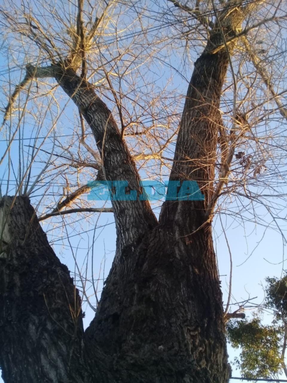Hace dos años reclama que extraigan un árbol que "rompió la calle y reventó las cañerías"