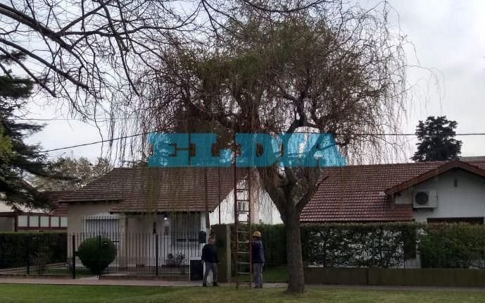 En City Bell denuncian que Edelap está podando árboles fuera de temporada