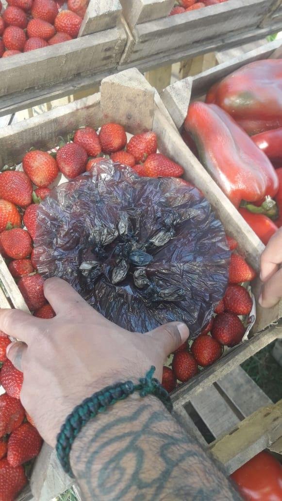 Vendía cocaína en la ruta, “camuflada” entre paquetes de frutillas y morrones