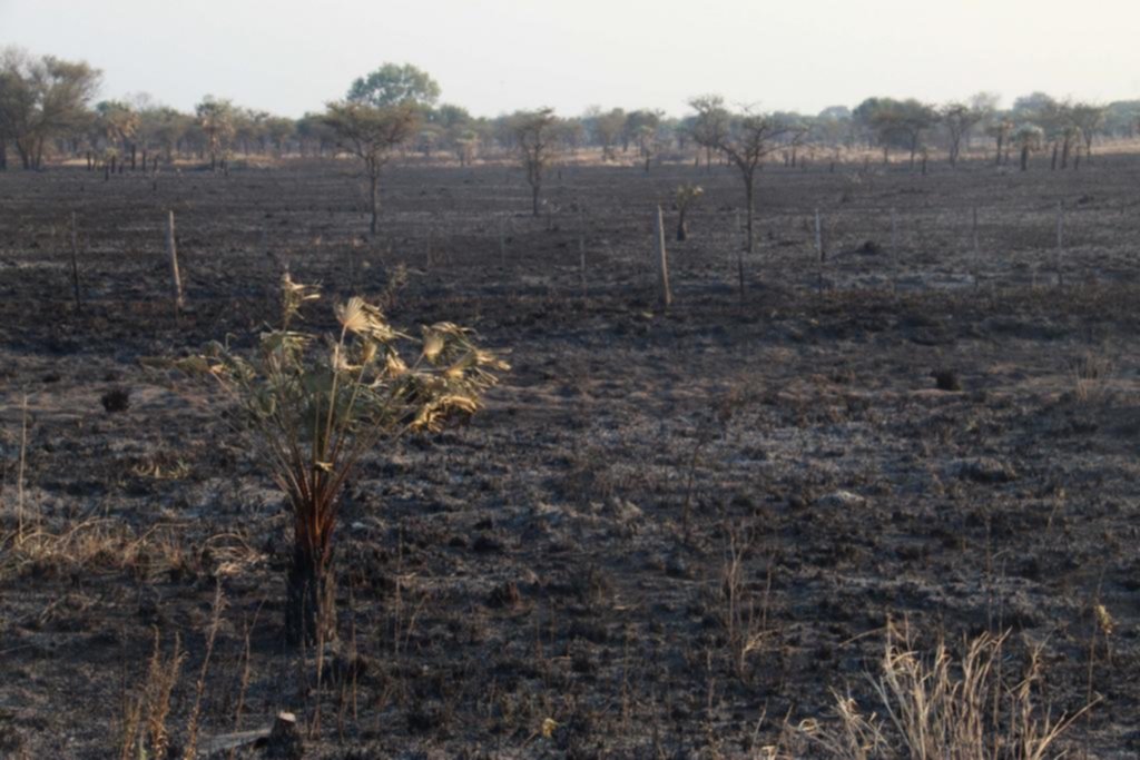 Más de 10 provincias afectadas por el fuego y con daño ambiental