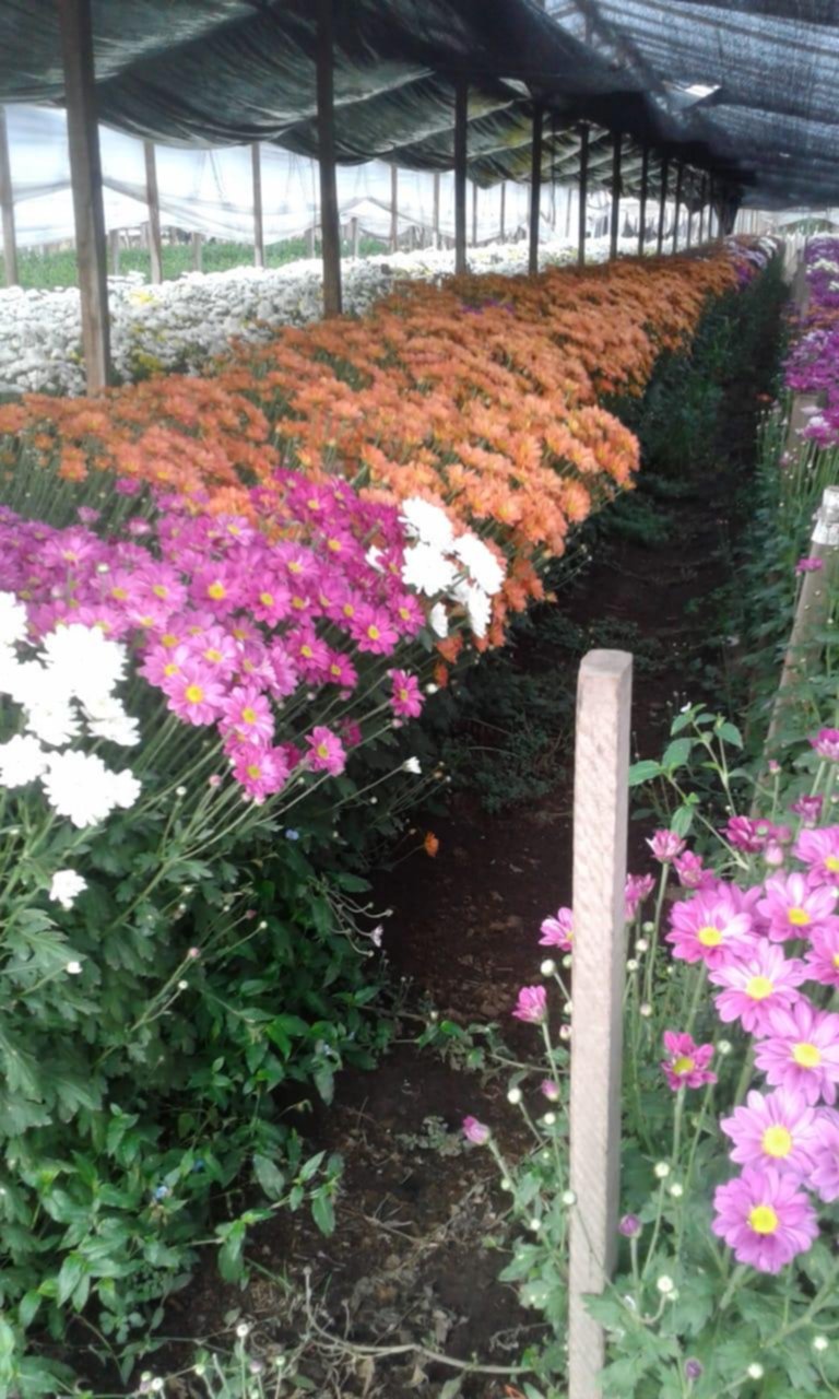 ¿Habrá flores en primavera?, un sector en crisis por la pandemia y el dólar