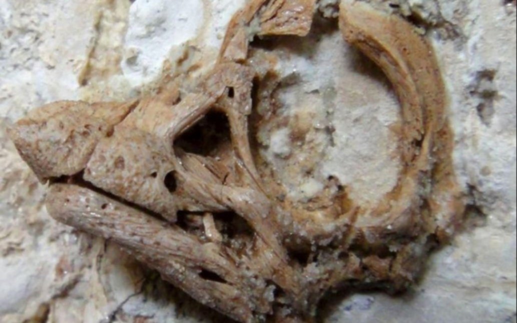 Furor internacional por el diminuto dinosaurio unicornio argentino que deberá ser repatriado
