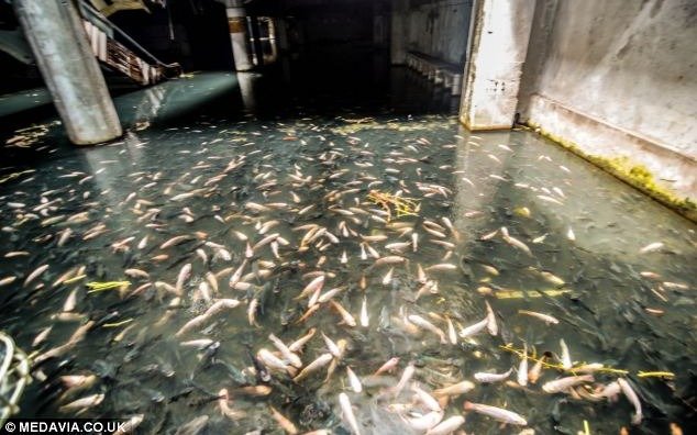 De shopping a pecera: cientos de peces se apoderan de un centro comercial abandonado