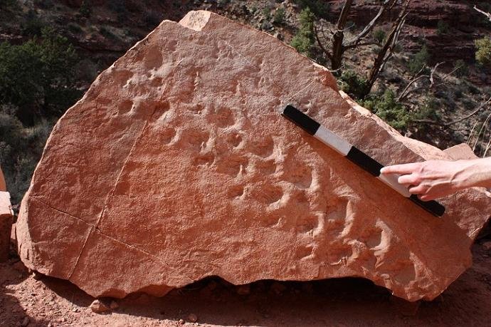 Huellas escondidas: hallan la marca de un vertebrado de hace 300 millones de años