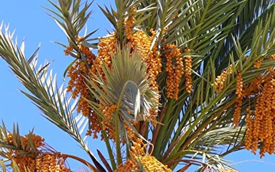 Lograron germinar palmeras extinguidas con semillas de hace 2.000 años