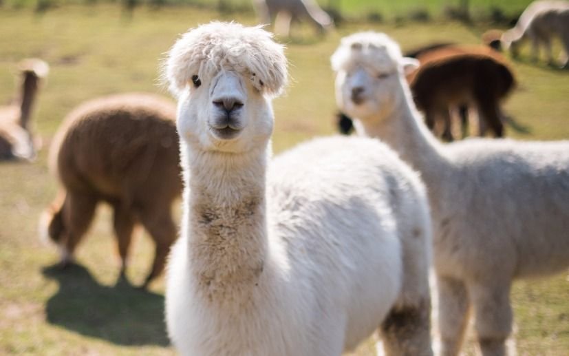 Descubren nanocuerpos en alpacas que bloquean la entrada del Covid en las células humanas