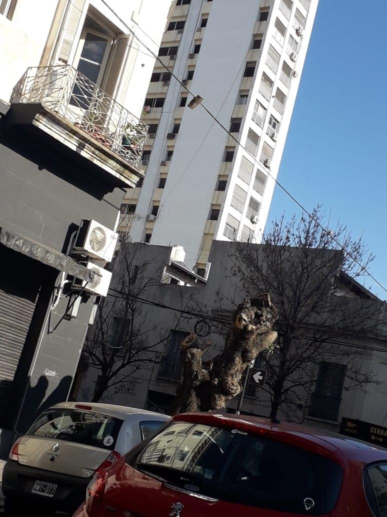 Peligro por un tronco colgante en 3 y 50