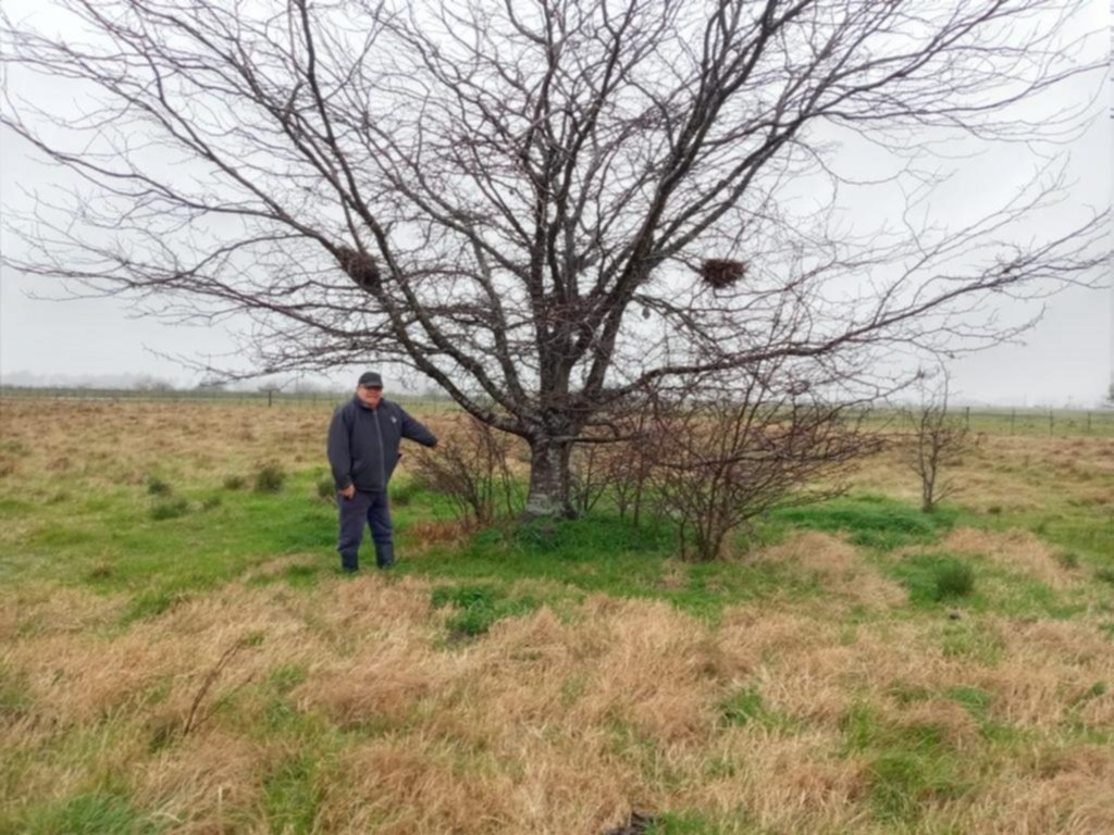 El delito también golpea con el robo de ganado en campos de la zona ribereña