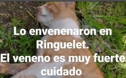 Otra denuncia por envenenamientos de mascotas