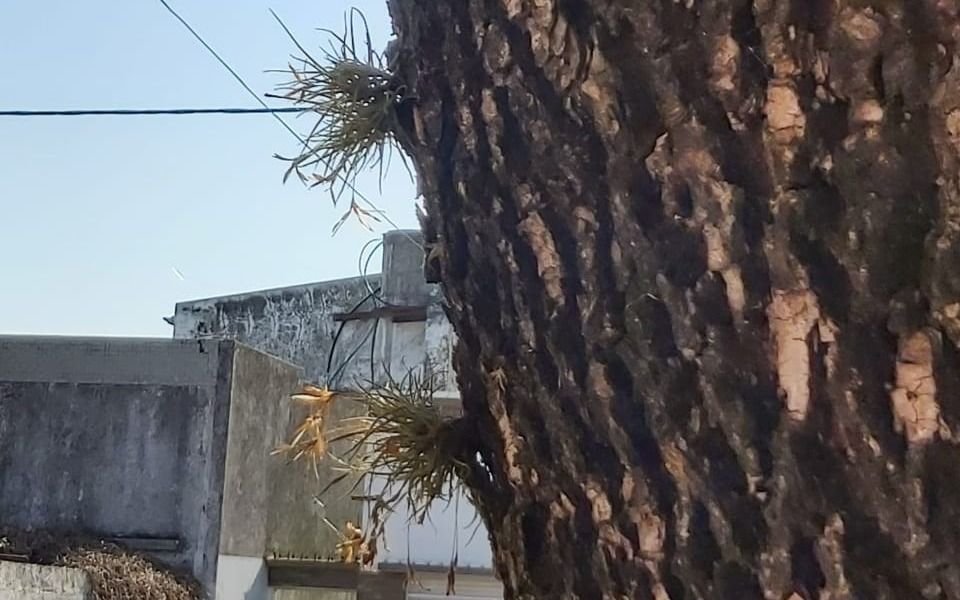 Reclamo por un árbol que rompe la vereda en 29 y 64
