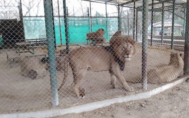 Tras la clausura, el zoo de Luján tiene 10 días para presentar un plan de reconversión