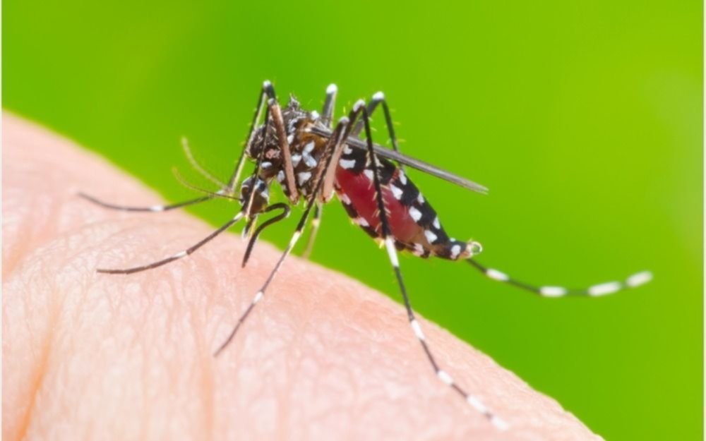 Un estudio sugiere que el dengue podría dar cierta inmunidad contra la COVID-19