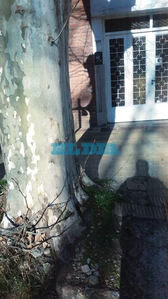 Vecinos de 38 entre 14 y 15 piden el reemplazo de un árbol que rompe veredas y caños