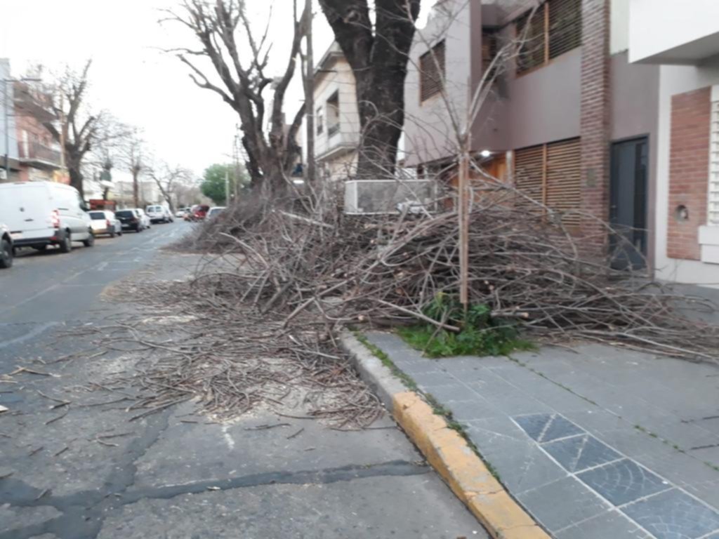 La poda incluyó más de 16.000 árboles platenses