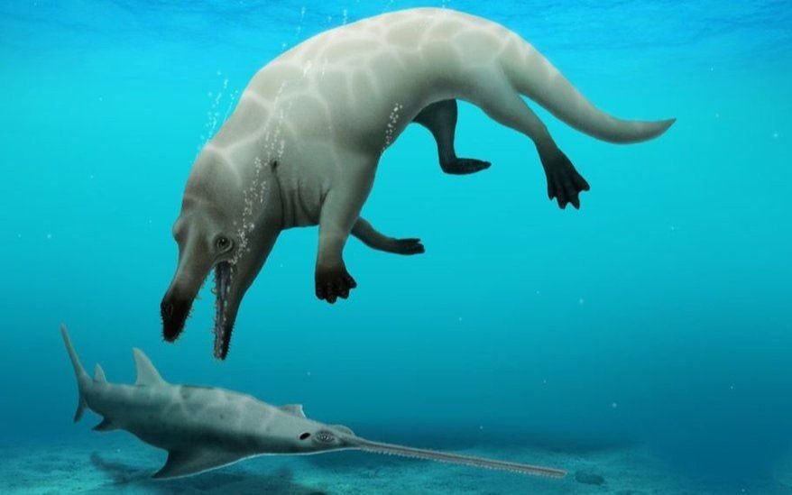Asombro mundial por el hallazgo de una ballena de 4 patas que vivió hace 43 millones de años