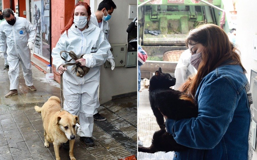 La Plata: rescataron a los animales abandonados tras la muerte de su dueña y serán dados en adopción
